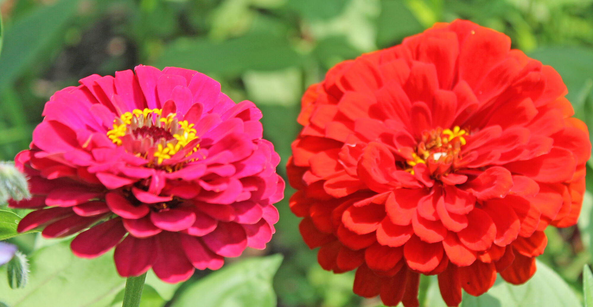 NORTHWEST LOUISIANA MASTER GARDENER SPRING PLANT SALE